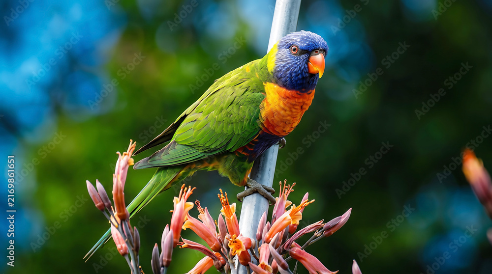 Obraz premium Rainbow lorikeet perched on metal pole among flowers