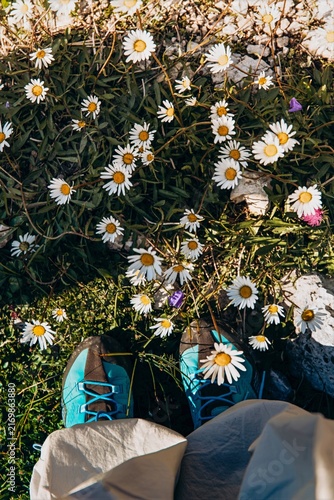 Hiking shoes rest among white alpine daisies in a mountain meadow seen from above. First person hiking and wildflower meadows for travel, footwear and outdoor lifestyle marketing
