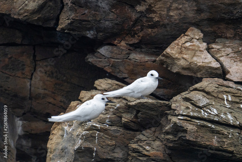Cuadro en lienzo Atlantic white terns (Gygis alba) perched on a volcanic islet off of Saint Helen