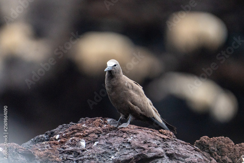 Cuadro en lienzo Brown noddy (Anous stolidus) perched on a volcanic islet off of Saint Helena in
