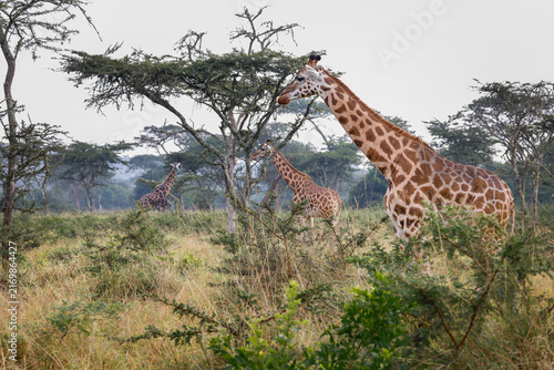 Quadro su tela A majestic Rothschild’s Giraffe (Giraffa camelopardalis rothschildi) standing gracefully in the Ugandan savanna