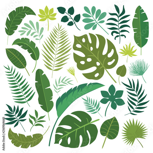 Foto Colorful collection of tropical leaves and ferns illustration.