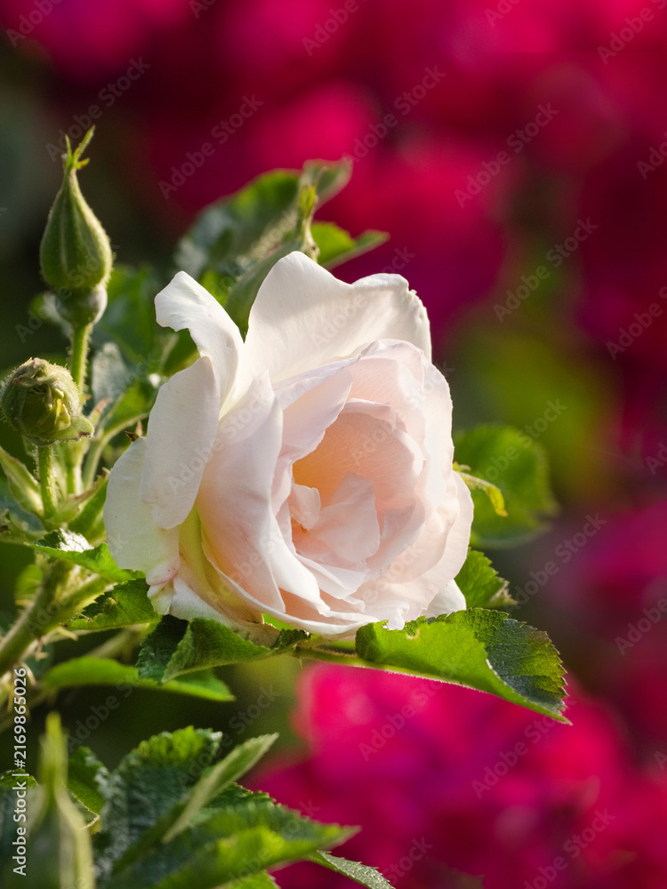 Obraz premium vertical vibrant floral background with bright pink rose for mobile wallpaper and social media stories