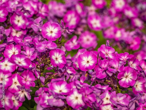 Obraz na plátně magenta phlox flowers pattern for textured blossom background
