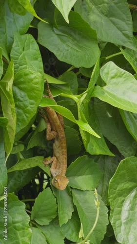 Brown Lizard Clings to Dense Green Foliage in a Close View, Showcasing Camouflage and Natural Wildlife Vertical video.
