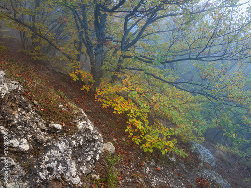 Aesthetic moody nature background of misty autumn forest on mountain slope