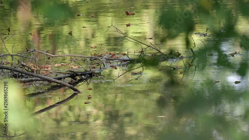 Shallow Danube floodplain water with tree reflections and ripples during summer drought