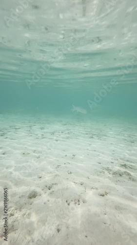Vertical underwater scene with fish swimming over sandy seabed with light patterns, 4K