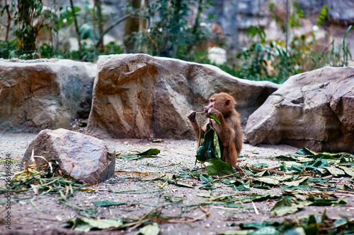 Photography Young baboon sitting on ground holding leaves, exploring and eating in zoo habitat with natural rocky surroundings