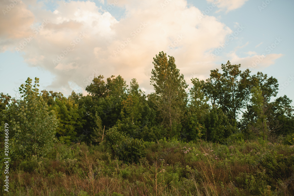 Fototapeta premium Dense green trees and native vegetation fill a scenic natural landscape beneath soft summer clouds in northern Illinois. This image highlight Midwestern wilderness, open space and native plant habitat