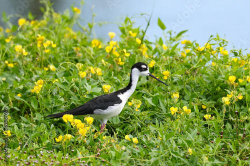 Black winged stilt walking through a patch of yellow buttercups