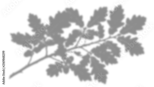 Oak tree branch silhouette with lobed leaves and acorns shadow isolated on transparent background