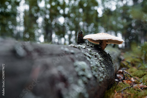Foto Bracket fungus and single shelf mushroom sprout from lichen-covered fallen log a