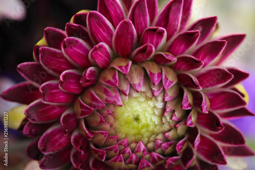 Maroon Dahlia Petals 01