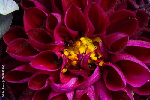 Yellow Dahlia Anther 03