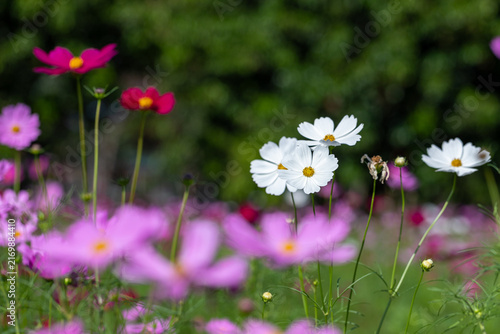 White and pink cosmos flowers blooming in colorful flower field