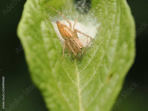 Quadro su tela Araña lince (Oxyopidae) protegiendo cuidadosamente su saco de huevos de seda blanca sobre una hoja verde