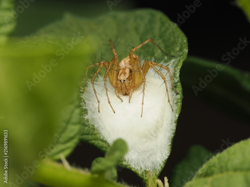 Cuadro en lienzo Araña lince (Oxyopidae) protegiendo cuidadosamente su saco de huevos de seda blanca sobre una hoja verde