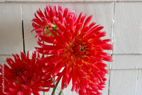 Brandon J Dahlia 06