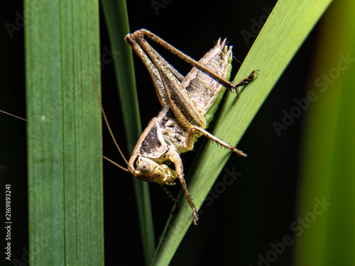 Obraz na plátne Close-up macro view of a grasshopper clinging to green leaves, showing detailed legs and body against a dark natural background