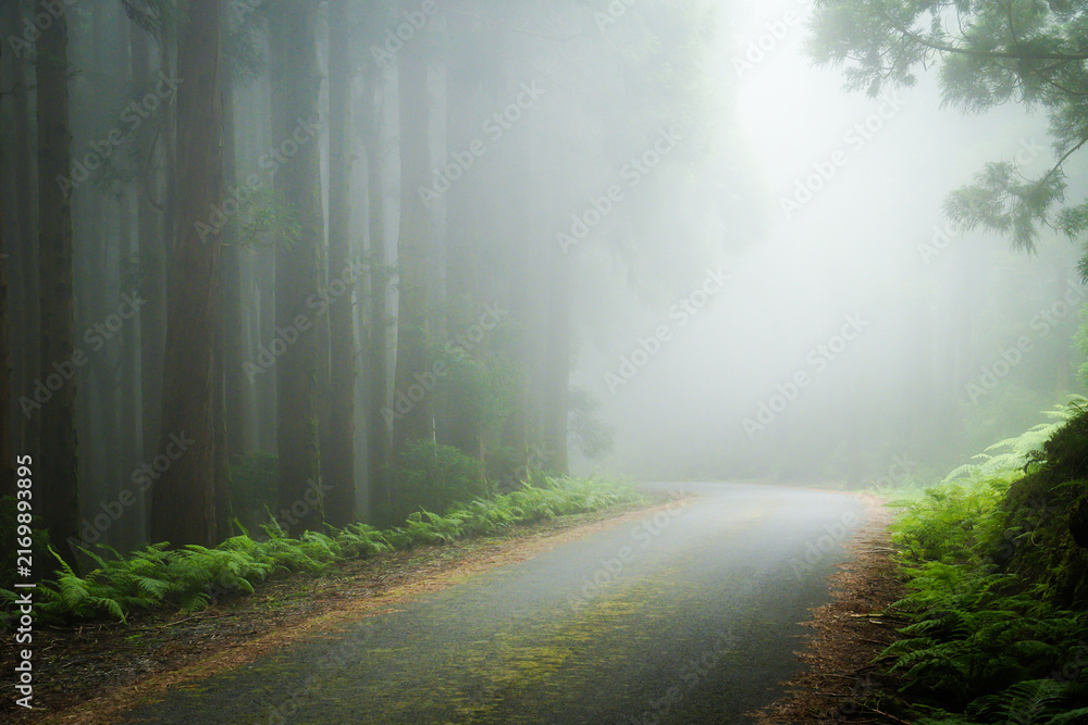 Fototapeta premium An empty asphalt road disappears into thick, heavy white fog and mist inside a dense cryptomeria pine forest with green ferns on Terceira Island, Azores