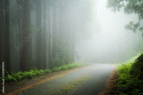 An empty asphalt road disappears into thick, heavy white fog and mist inside a dense cryptomeria pine forest with green ferns on Terceira Island, Azores
