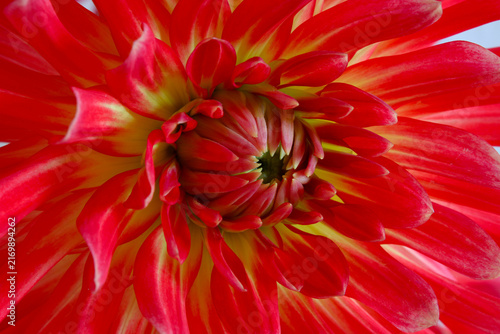 Brandon J Dahlia Closeup 03