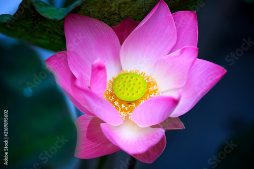 Close up of a fully bloomed pink lotus flower with yellow carpel and stamen in sunlight. Beautiful aquatic plant in pond. Floral background with selective focus concept.