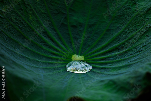 Close up of a large clear water droplet rolling on a dark green lotus leaf. Lotus effect liquid hydrophobic surface concept. Selective focus with natural green background.