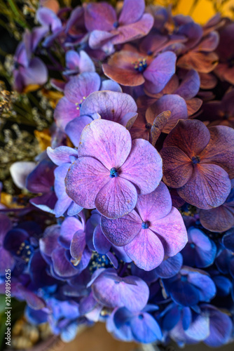 Close up of vibrant purple and blue hydrangea flowers in full bloom. Beautiful floral bouquet with delicate petals. Natural garden decoration concept. Vertical orientation.