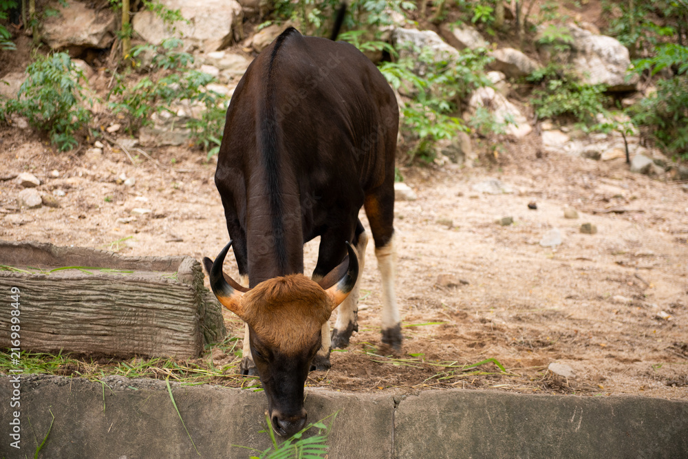 Naklejka premium Grazing bull in natural habitat.