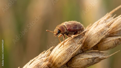 khapra beetle close up at morning light in india agricultural field video