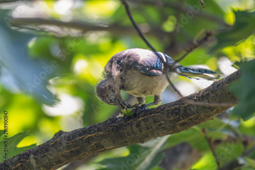 Canvastavla Molting blue jay eating a green acorn in a tree.