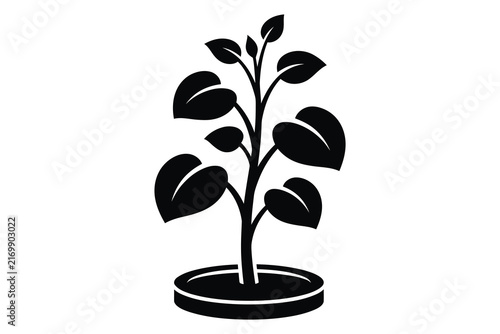 Young soybean plant growing in a pot during daytime with ample copy space for text and design