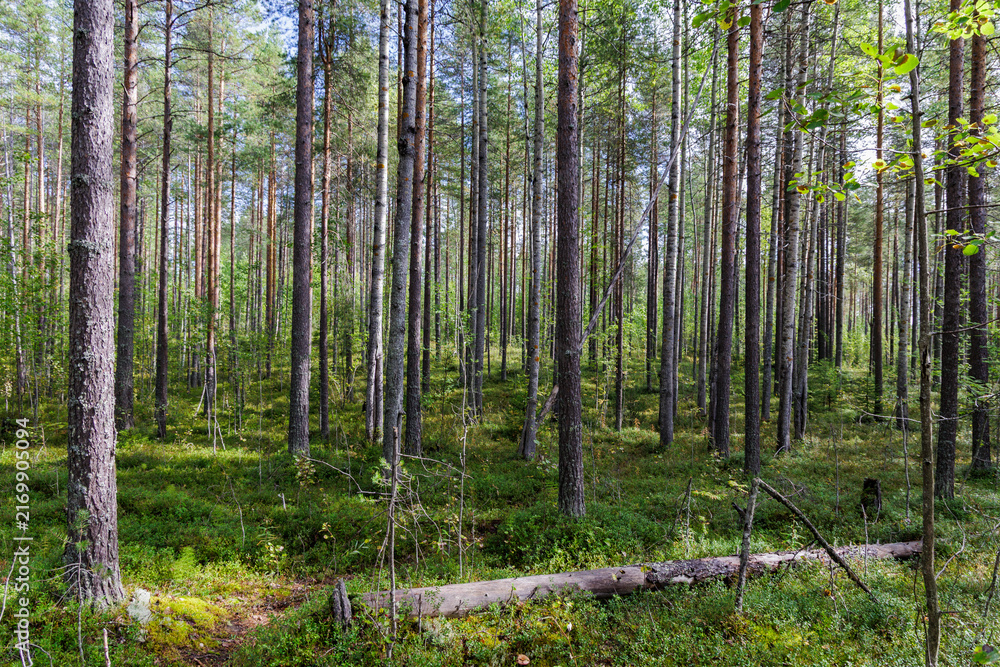 Fototapeta premium Scenic view of tall pine trees standing in dense coniferous woods with green moss and mossy ground in Northern Europe wilderness.