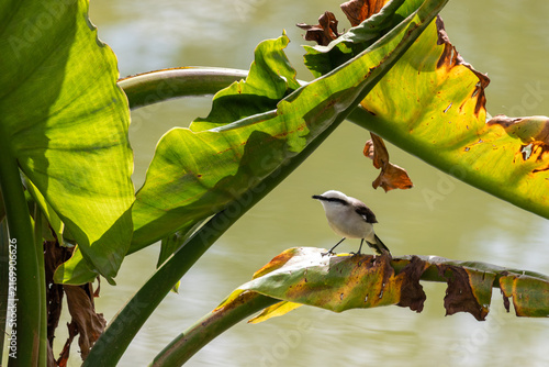 Photograph of a White monjita.