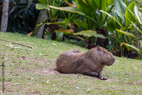 A beautiful capybara resting on the grass.