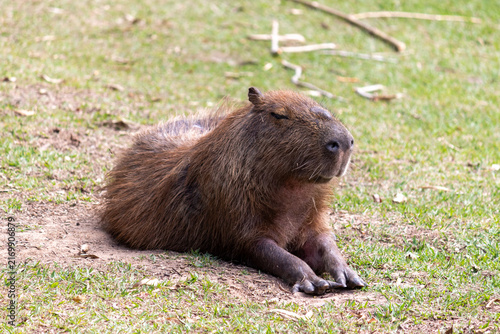 A beautiful capybara resting on the grass.