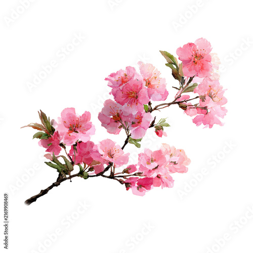Soft Pink Almond Blossoms Branch With Delicate Flowers On Black Background
