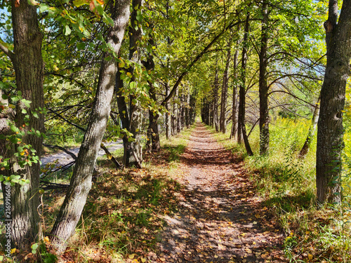 Canvas Print Autumn linden alley strewn with leaves