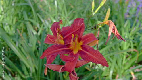 Obraz na płótnie Red daylily (Hemerocallis) flowers with yellow throats blooming among green foliage and flower buds in a summer garden