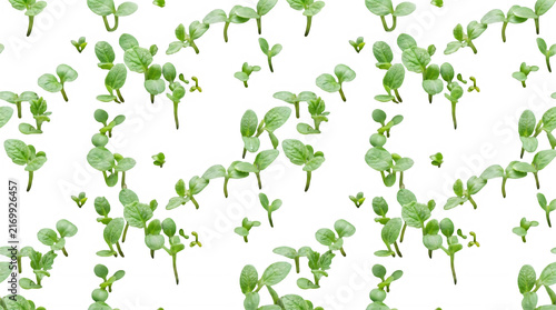 Bright green fern leaves in a lush forest with sunlight shining through
