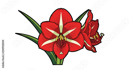 Vibrant Red Amaryllis Flower Illustration Isolated on White.
