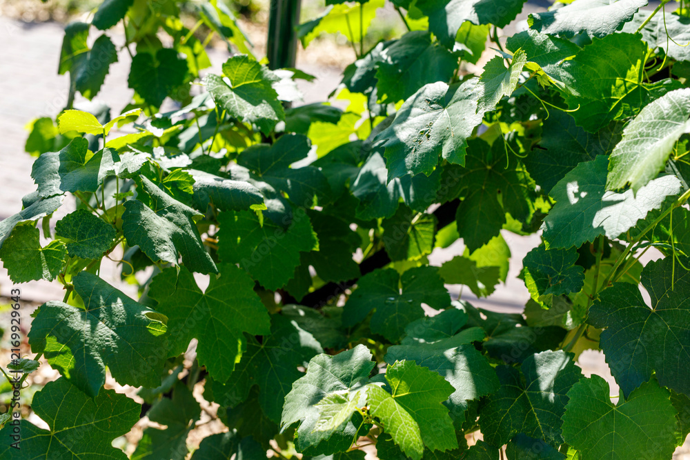 Naklejka premium Lush green grape leaves on a vine, illuminated by bright sunlight, creating natural shadows.