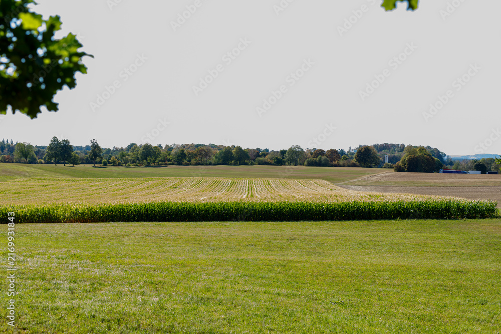 Naklejka premium Scenic rural landscape featuring vibrant green fields, distant trees, and a clear bright sky.