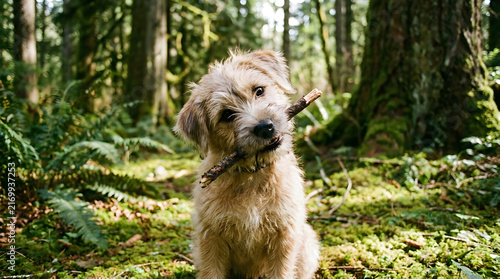 Curious reindeer standing in a green forest
