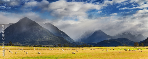 Flocks of sheep graze on wide pastures at the foot of the Southern Alps in New Zealand