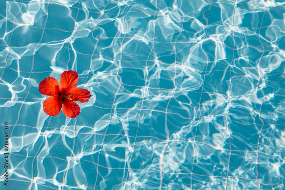 Fototapeta premium A red hibiscus flower floats on the surface of a blue swimming pool under bright sunlight, tropical vacation vibes, luxury spa resort, serene pool scene, summer season.