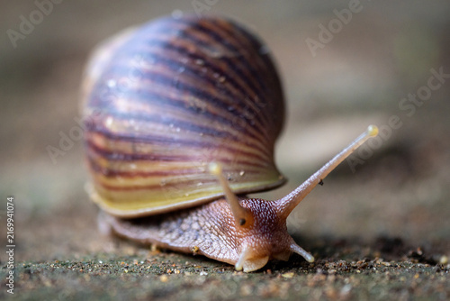 Bild auf Leinwand Close-up of a garden snail crawling on the ground