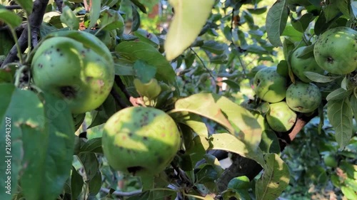 Mold, rot on apple fruits. Close-up of spoiled apples on a branch. Apple fungal disease in the orchard. Treatment of garden diseases